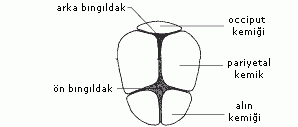 occ-ant