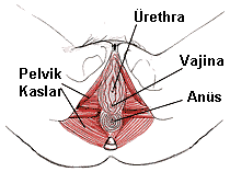 pelvic