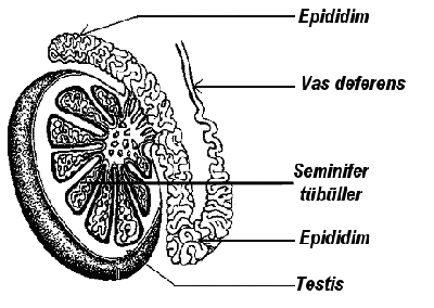 testis_yapi